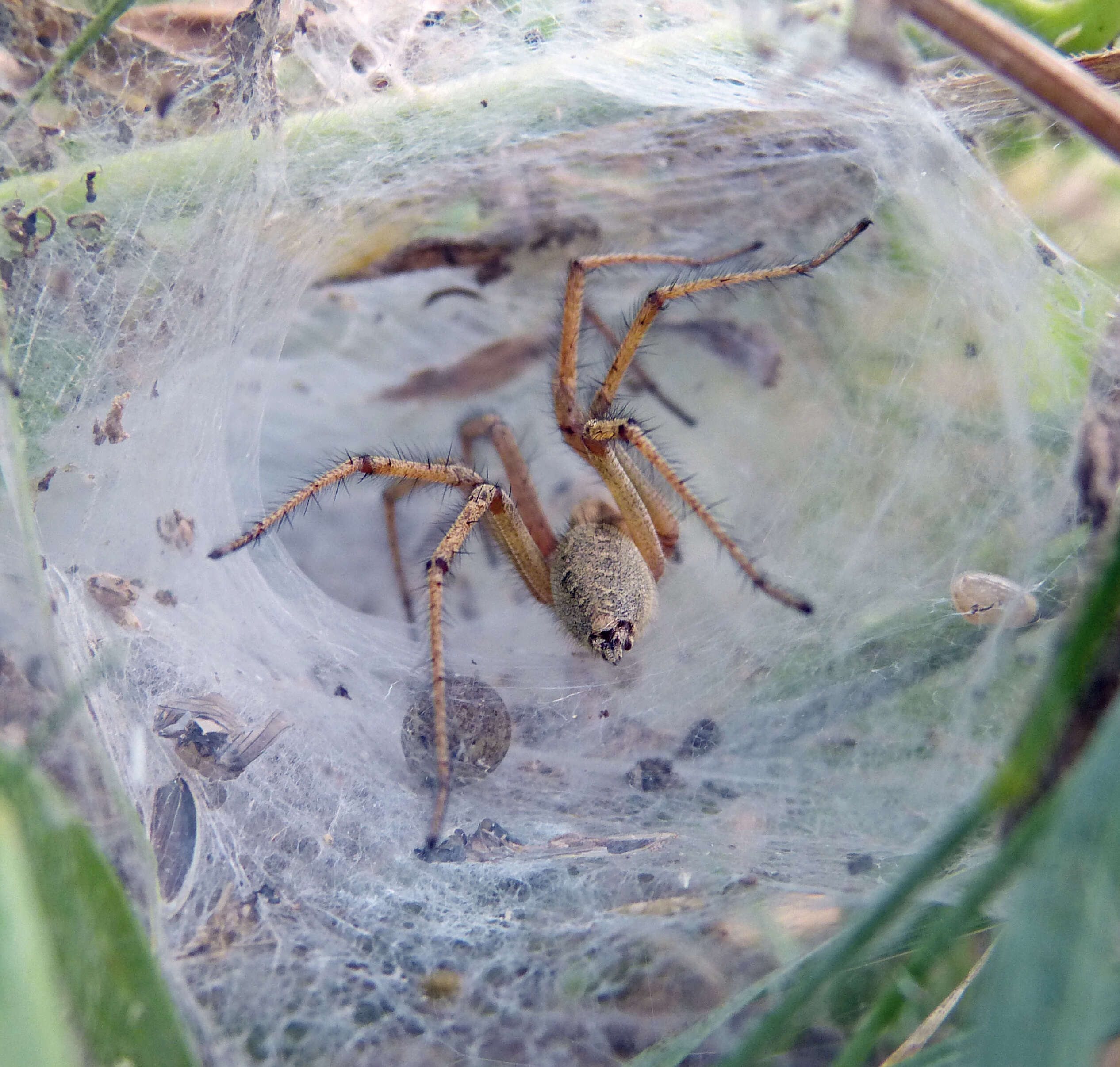 Image of Agelena labyrinthica (Clerck 1757)