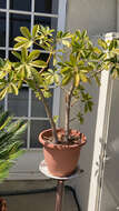 Image of Dwarf Umbrella Tree