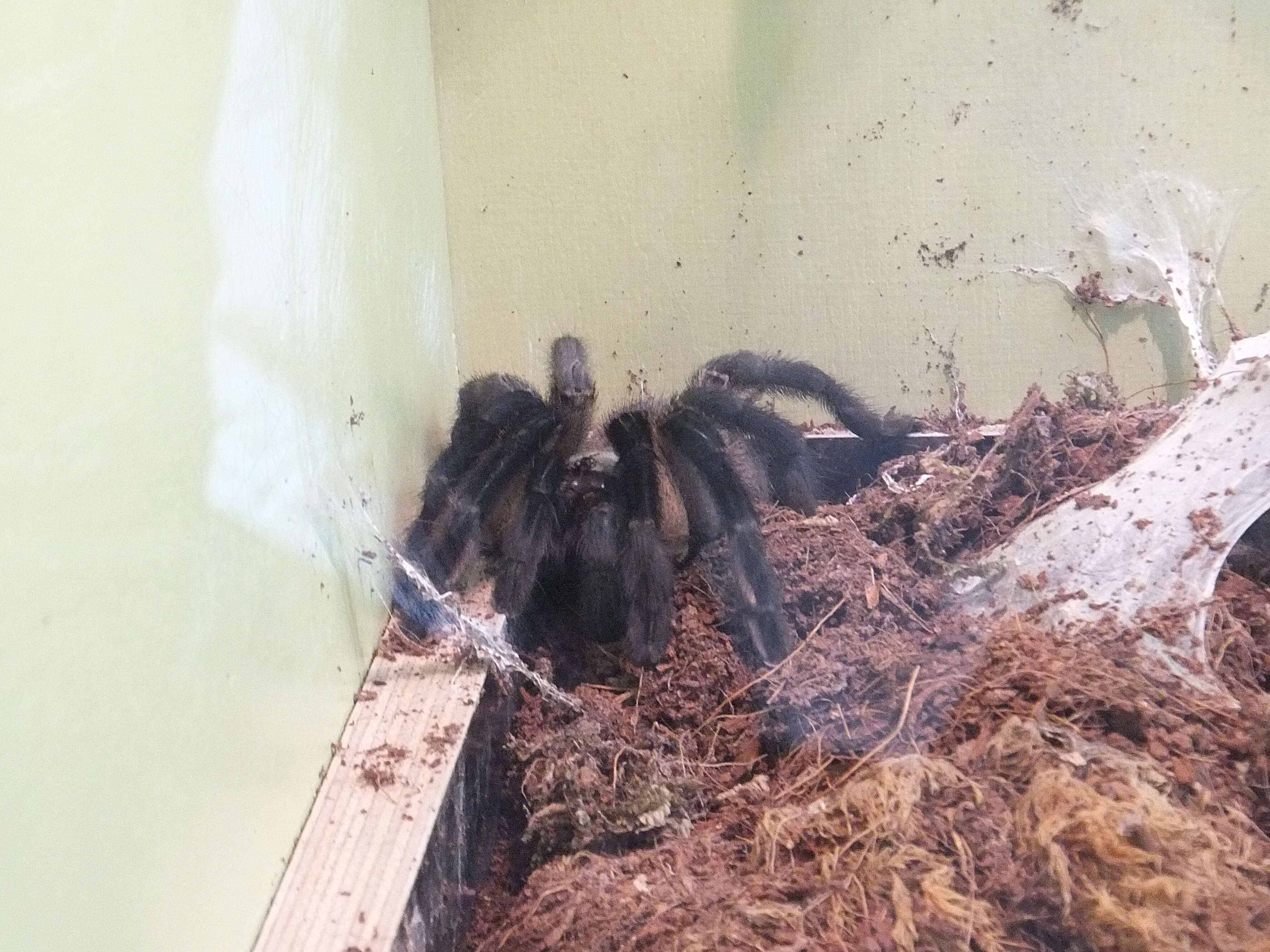 Image of Socotra Island Blue Baboon (tarantula)