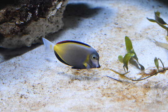 Image of Japan surgeonfish