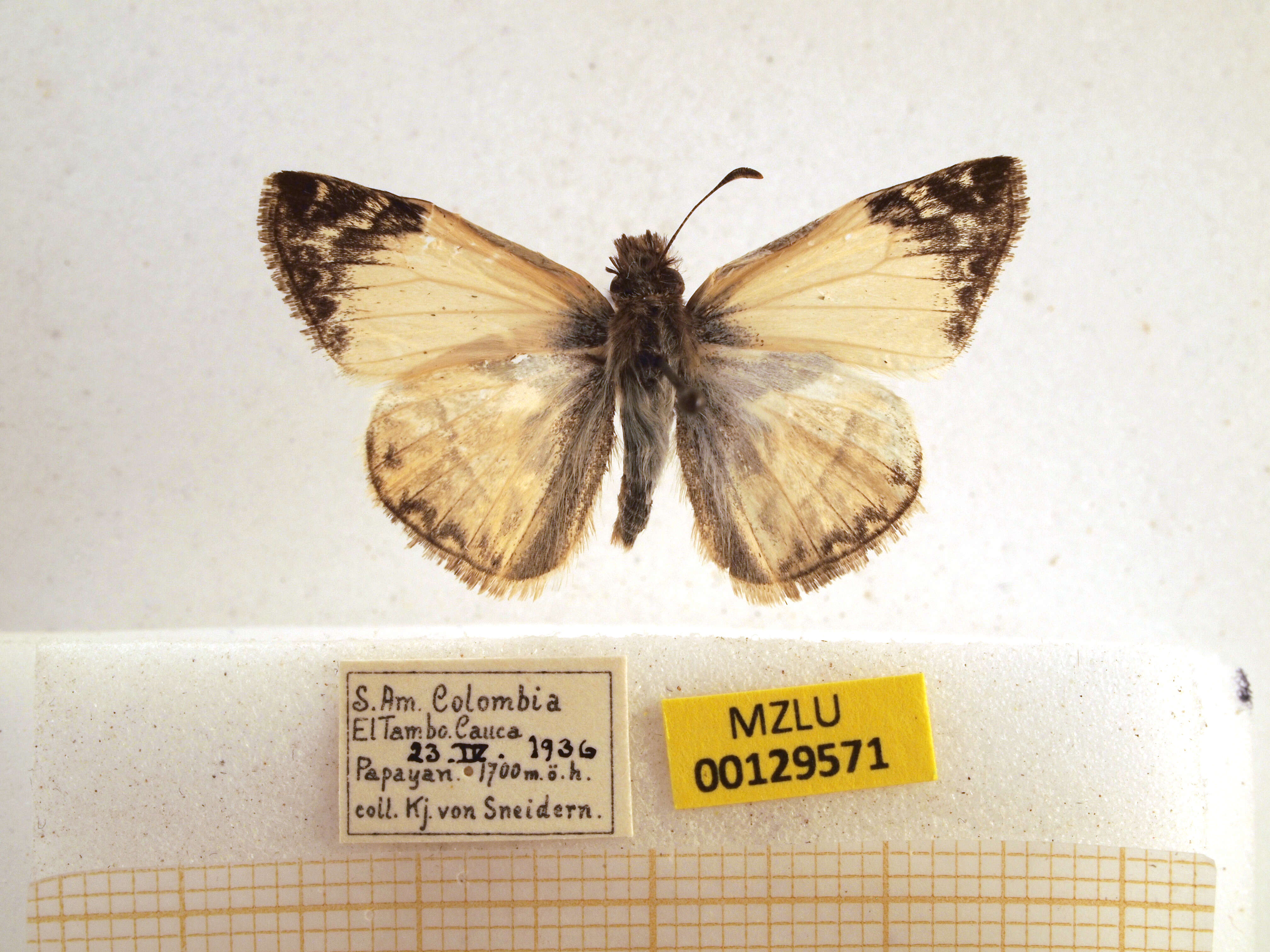 Image of Laviana White-Skipper