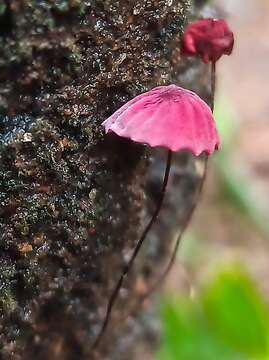 Image of Marasmius