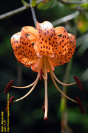 Image of <i>Lilium lancifolium</i>