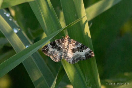 Image of common carpet