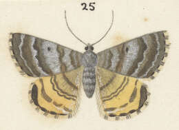 Image of Dasyuris anceps Butler 1877