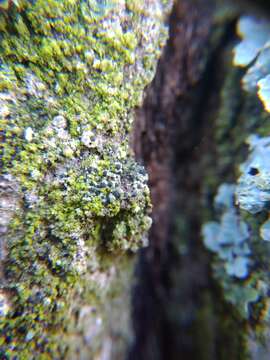 Image of Tiny button lichen