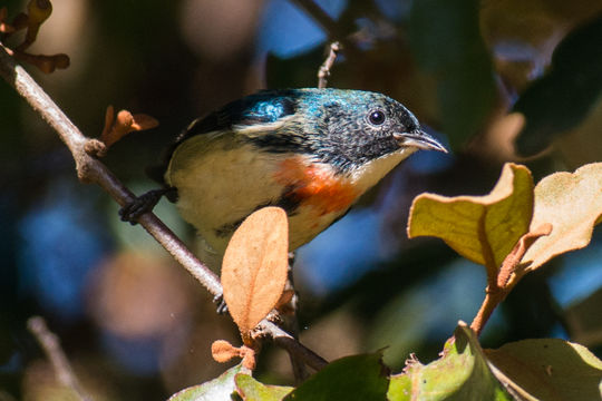 18.https www inaturalist org photos 2787042.580x360
