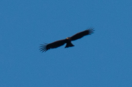 Image of Black Eagle