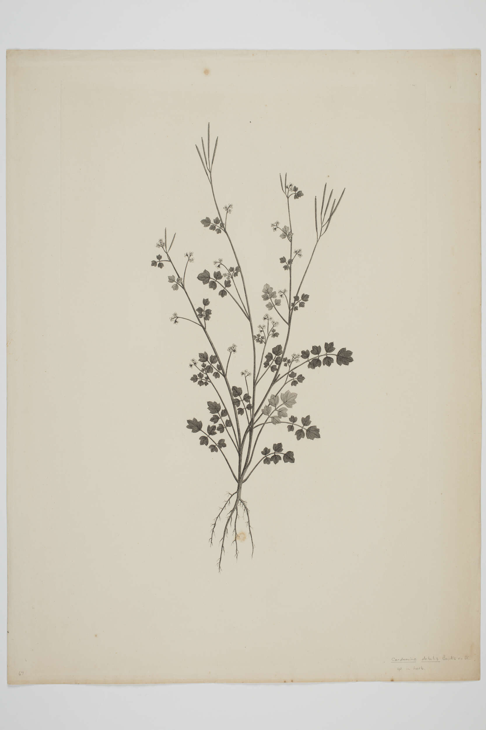 Image of bittercress