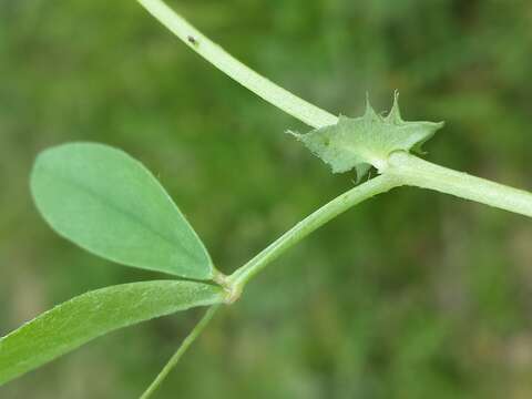 Image of Bithynian vetch