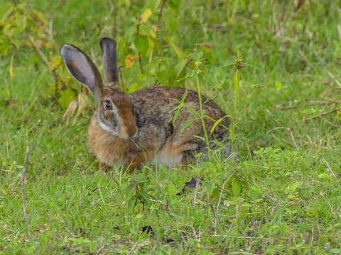 Imagem de Lepus nigricollis F. Cuvier 1823