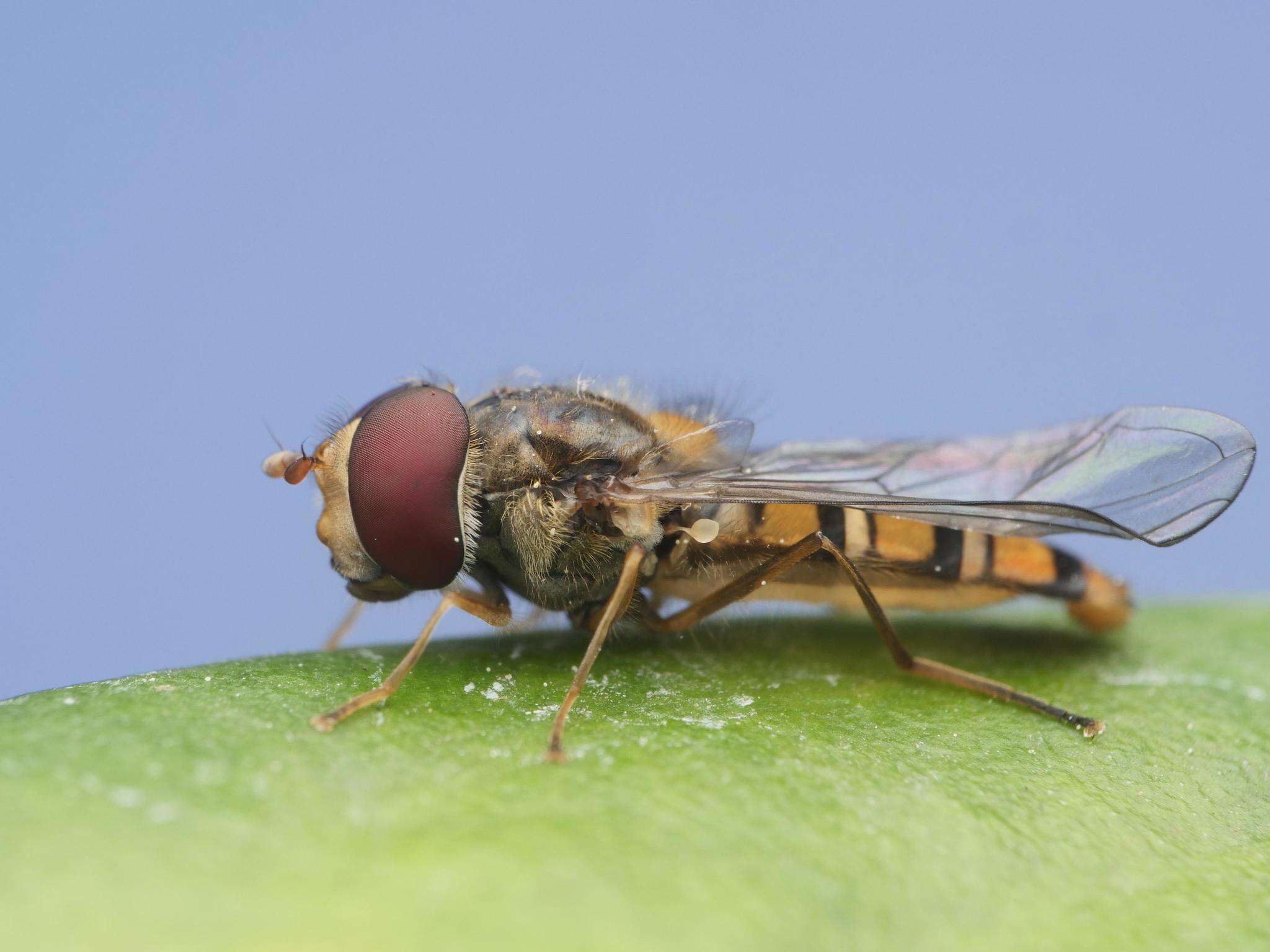 Image of Marmalade hoverfly