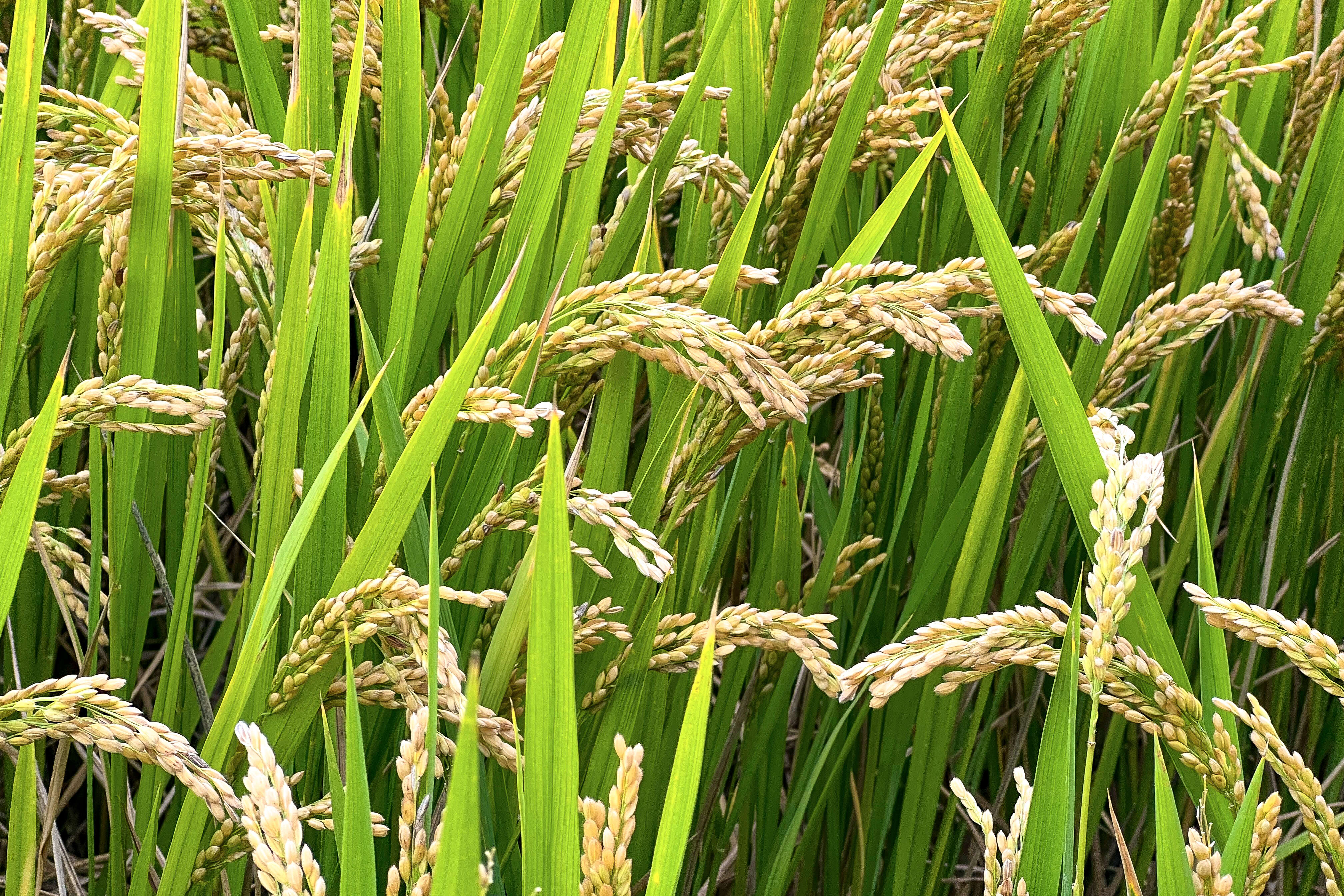 Oryza sativa japonica resmi