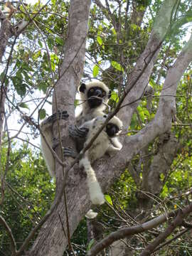 Sivun Propithecus deckenii Peters 1870 kuva