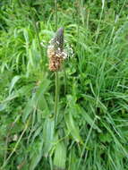 Image of Ribwort Plantain