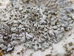 Image of Blue-gray rosette lichen