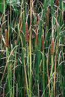 Image of Lesser Bulrush