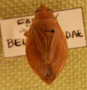 Image of giant water bug