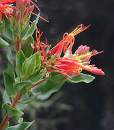 Image of Tristerix pubescens J. Kuijt