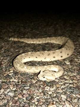 Image of Sidewinder Rattlesnake