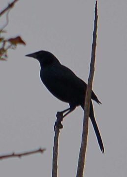 Image of Melodious Blackbird