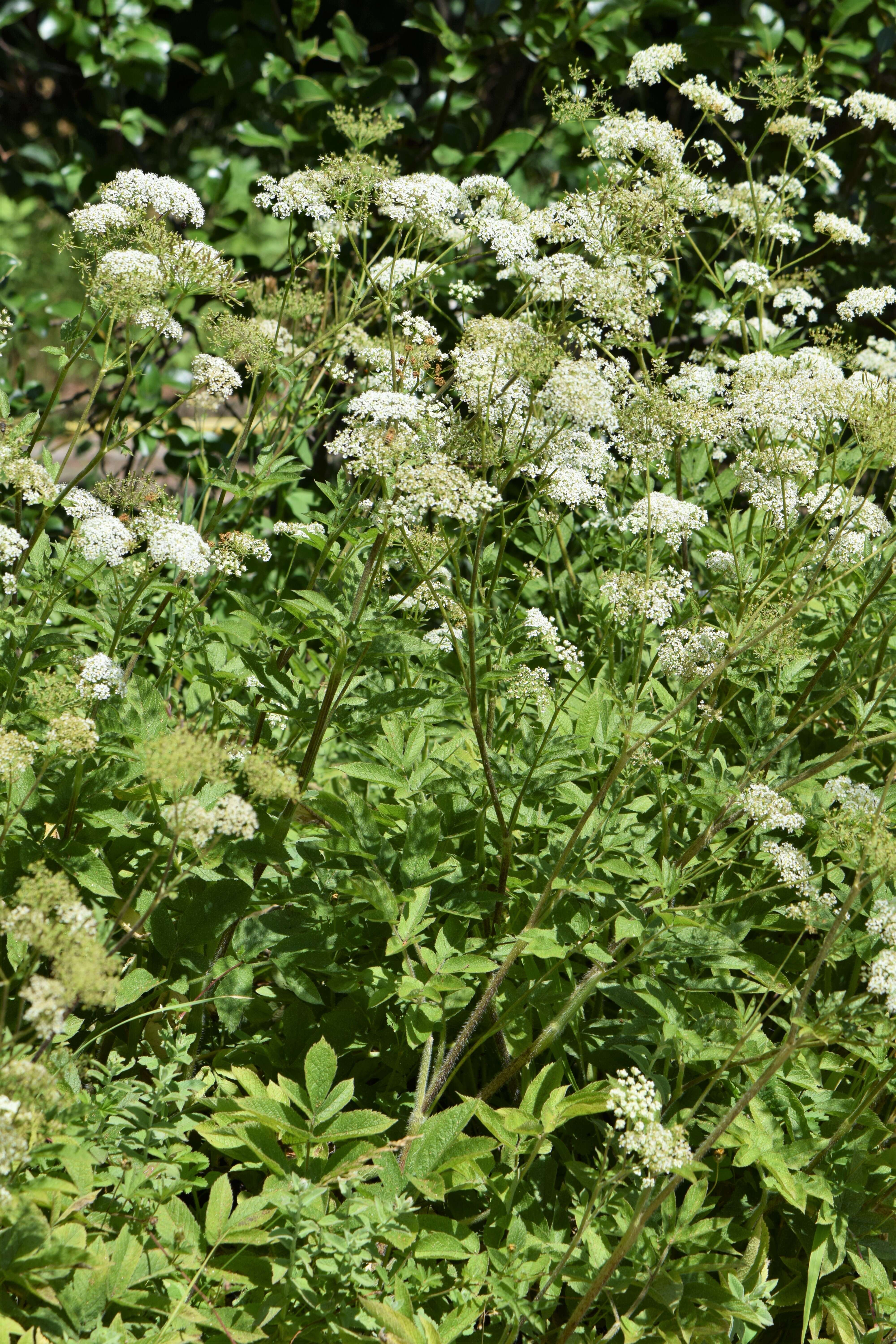 Imagem de Chaerophyllum aromaticum L.