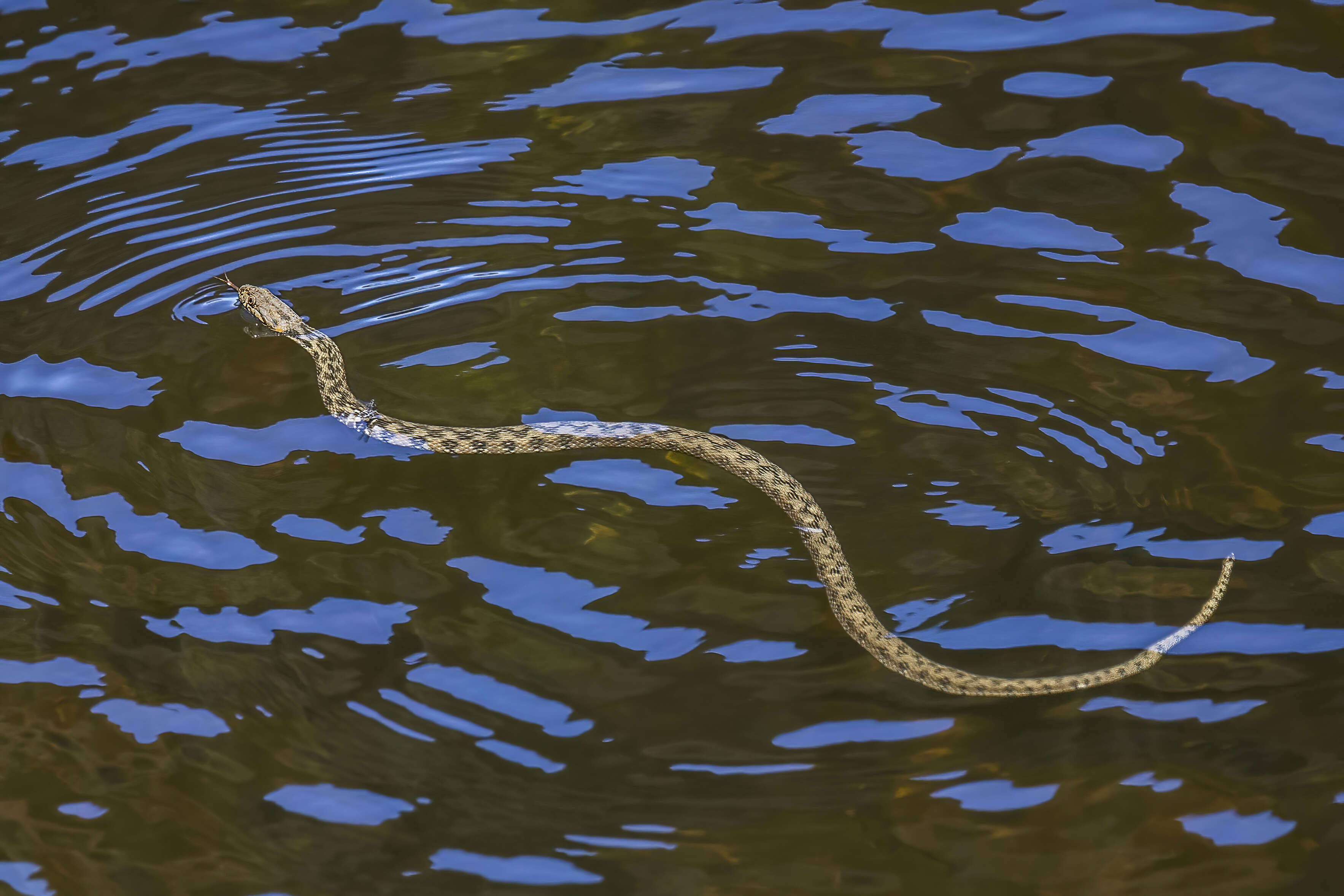 Image of Viperine Snake