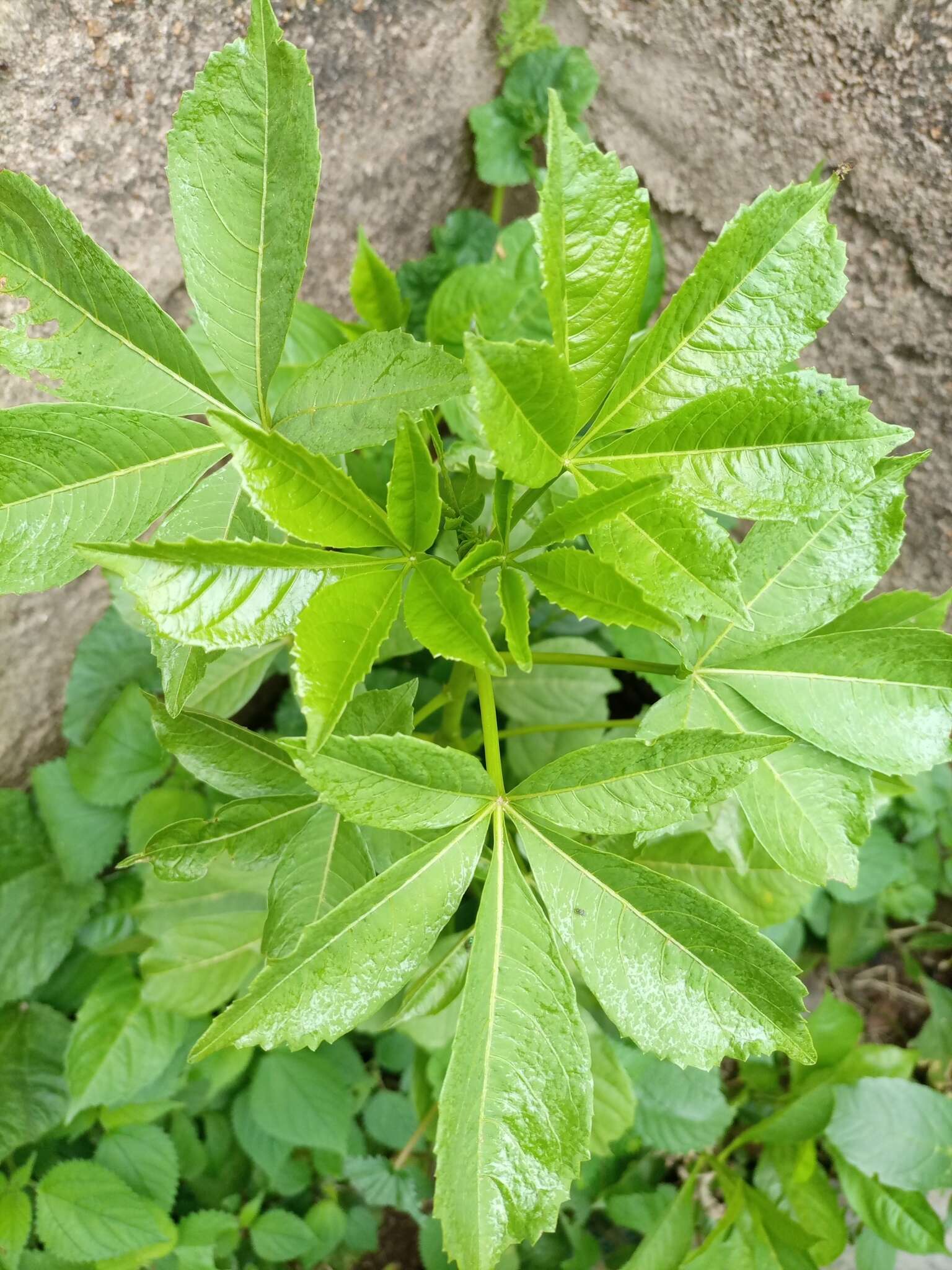 Image of Fiveleaf aralia