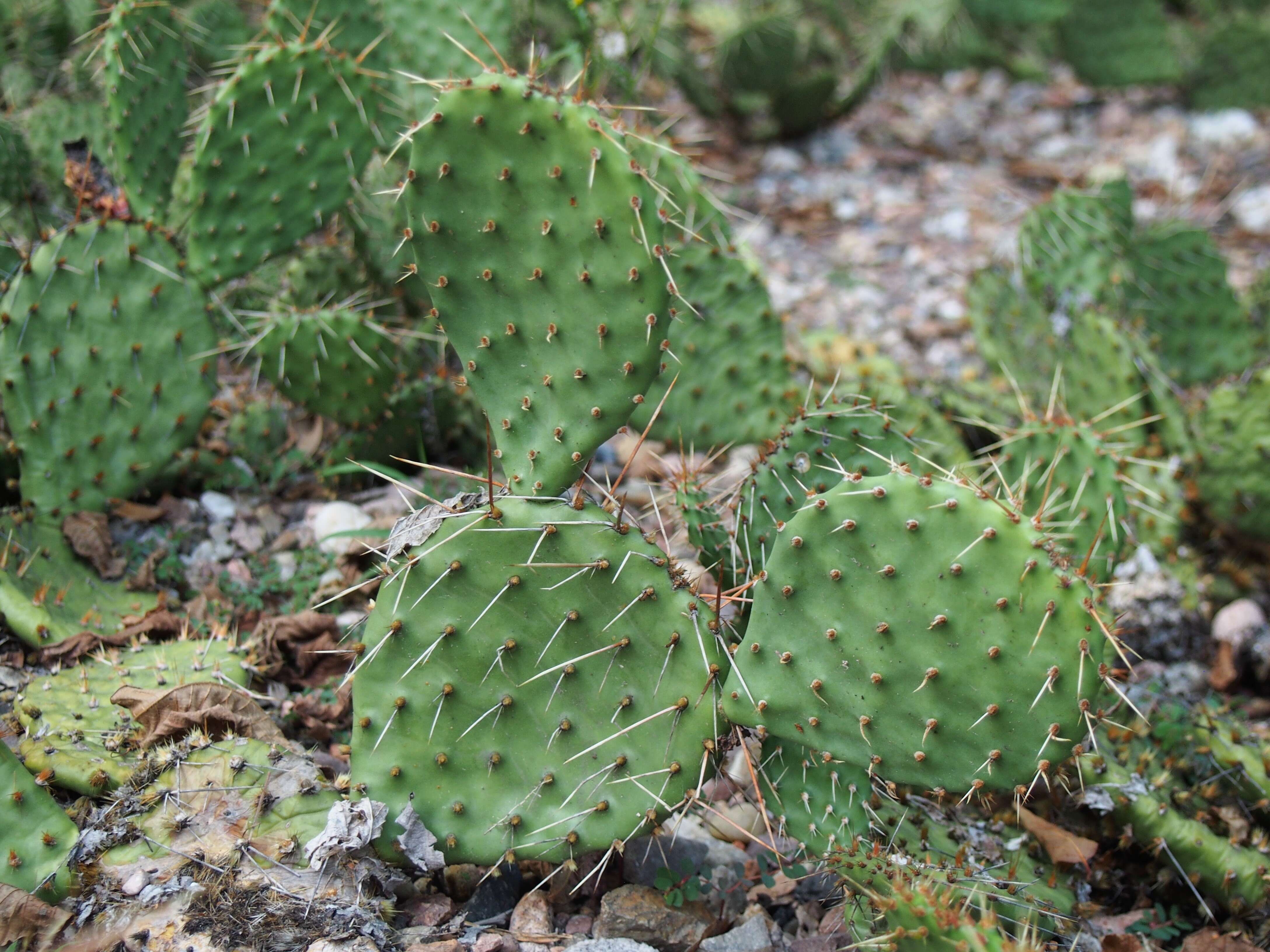 Image of Brownspine Pricklypear