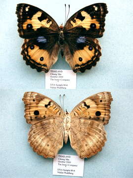 Imagem de Junonia hierta Fabricius 1798