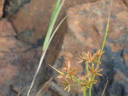 Image of Dentate umbrella sedge