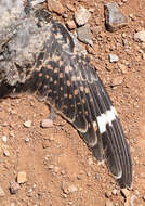 Image of Lesser Nighthawk