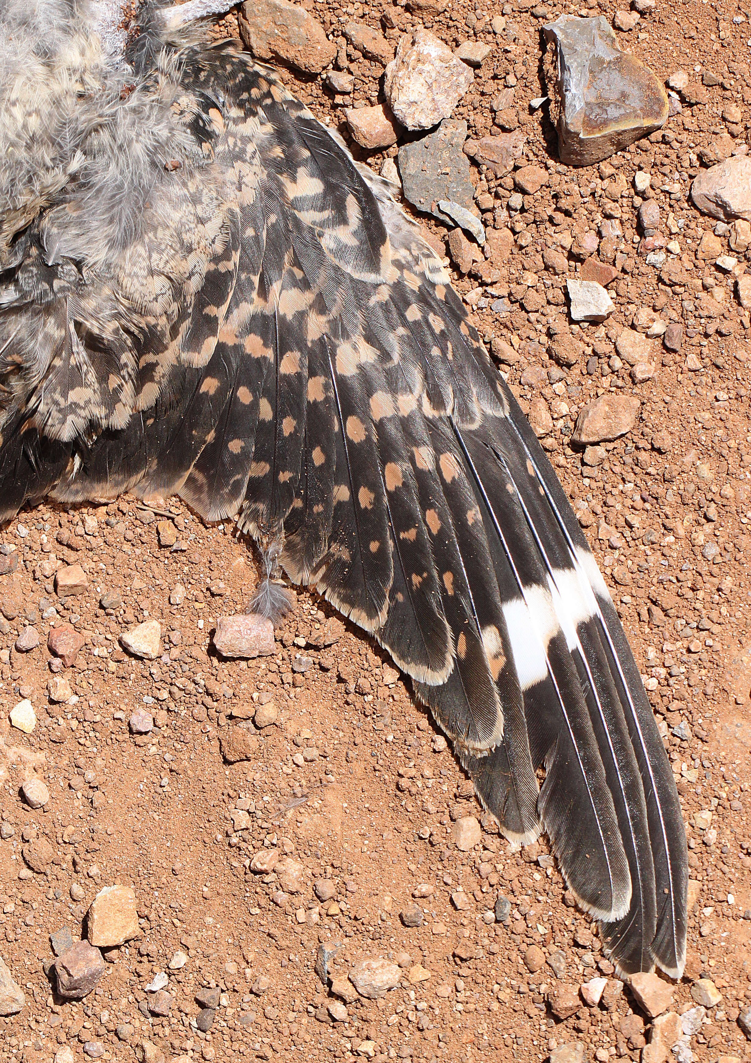 Image of Lesser Nighthawk