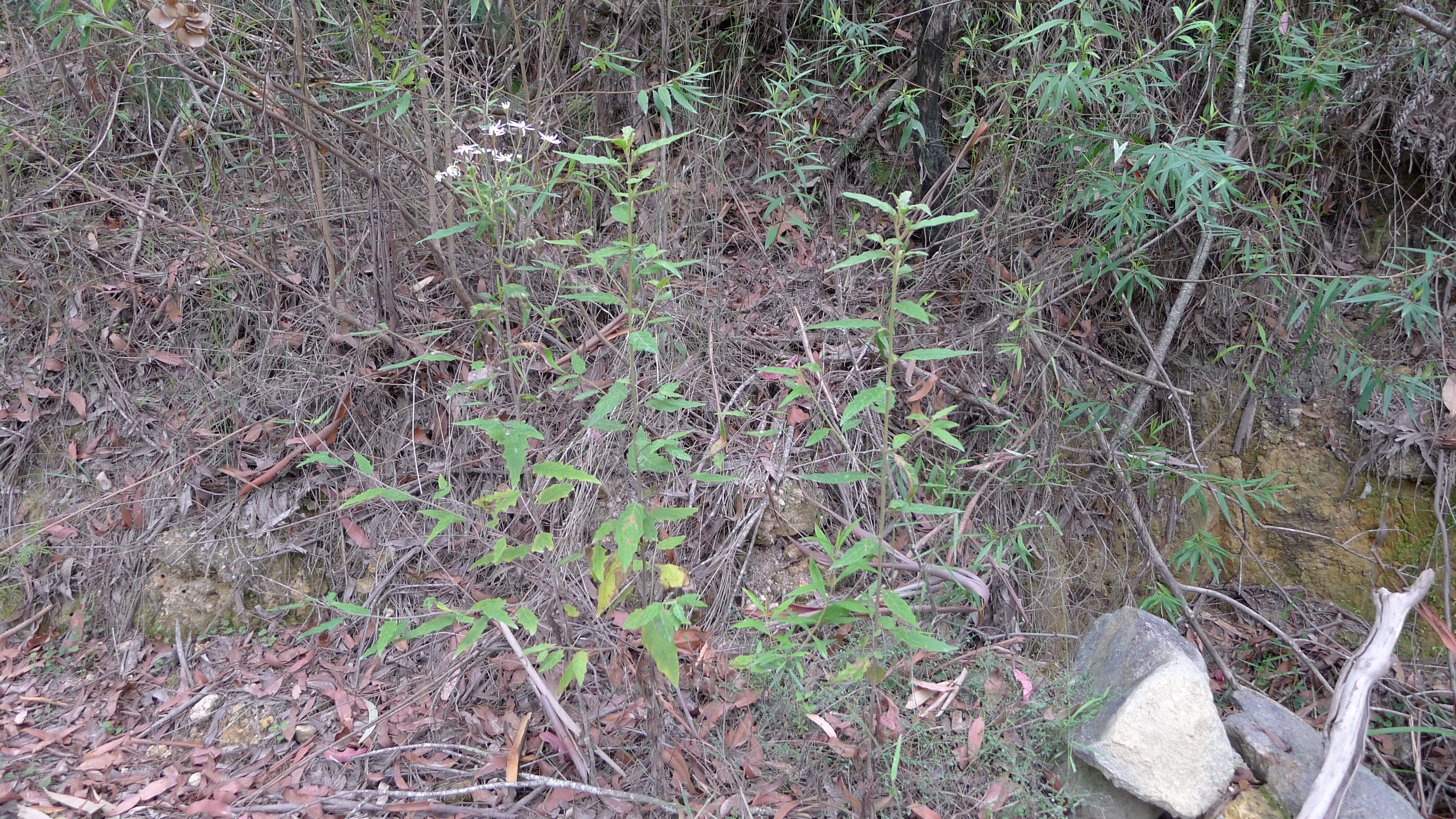 Olearia nernstii F. Müll. resmi