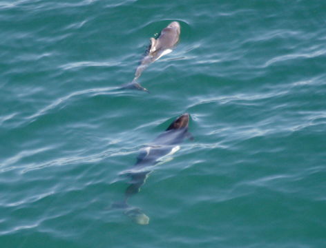 Image of Dall's Porpoise