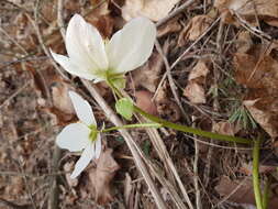 Image of black hellebore