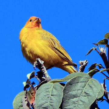 Image of Saffron Finch