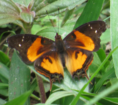 Image of <i>Antanartia delius</i> Drury 1782