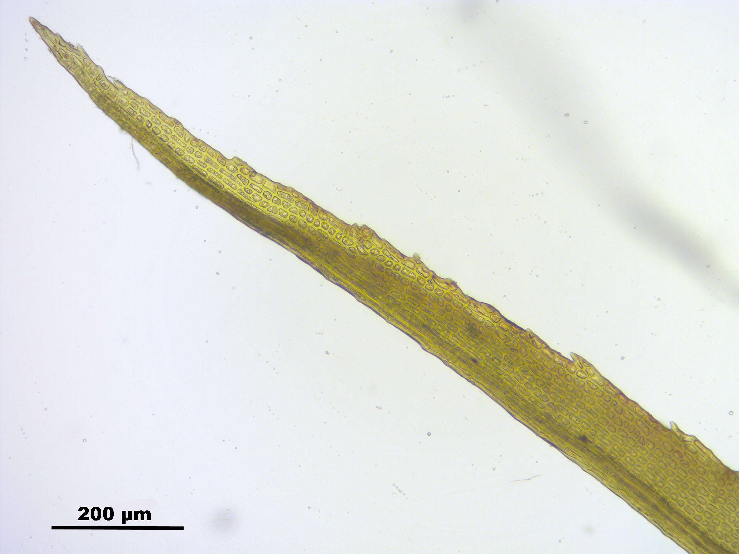 Image of oncophorus moss