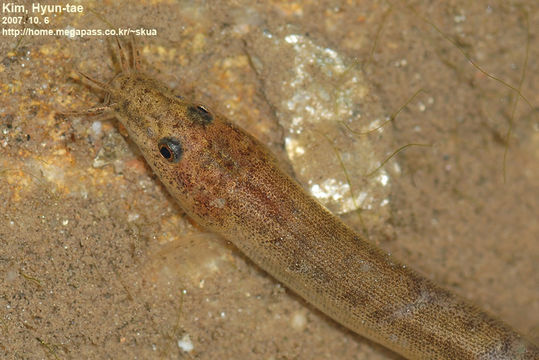 Image of Dojo loach