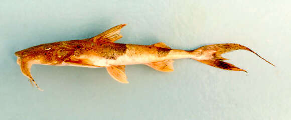 Image of Devil catfish