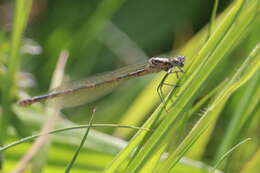 Image of Variable Bluet