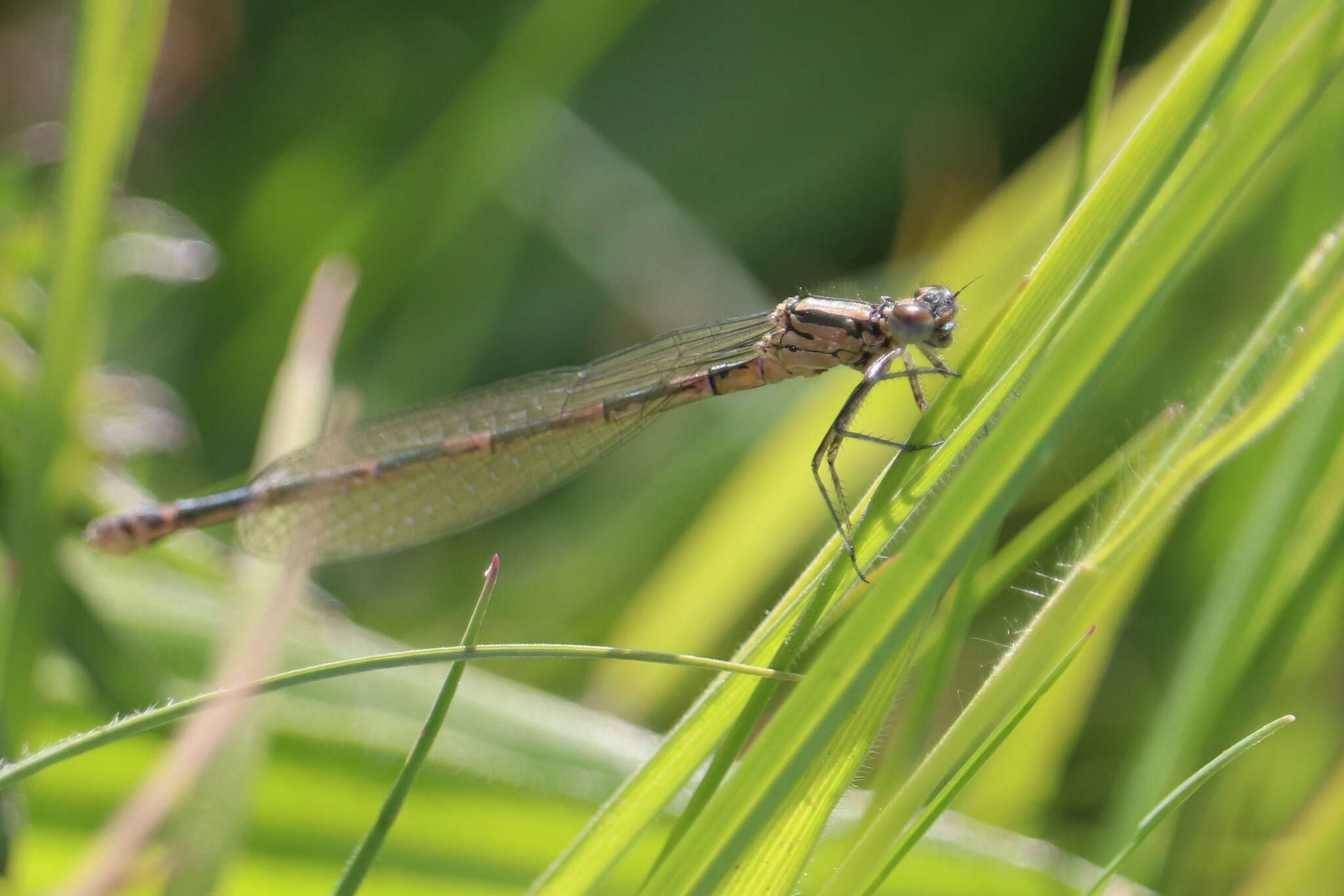 Imagem de Coenagrion pulchellum (Vander Linden 1825)