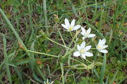 Image of Ornithogalum divergens Boreau