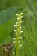 Image of Huron green orchid