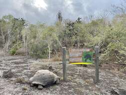 Image of Sierra Negra giant tortoise