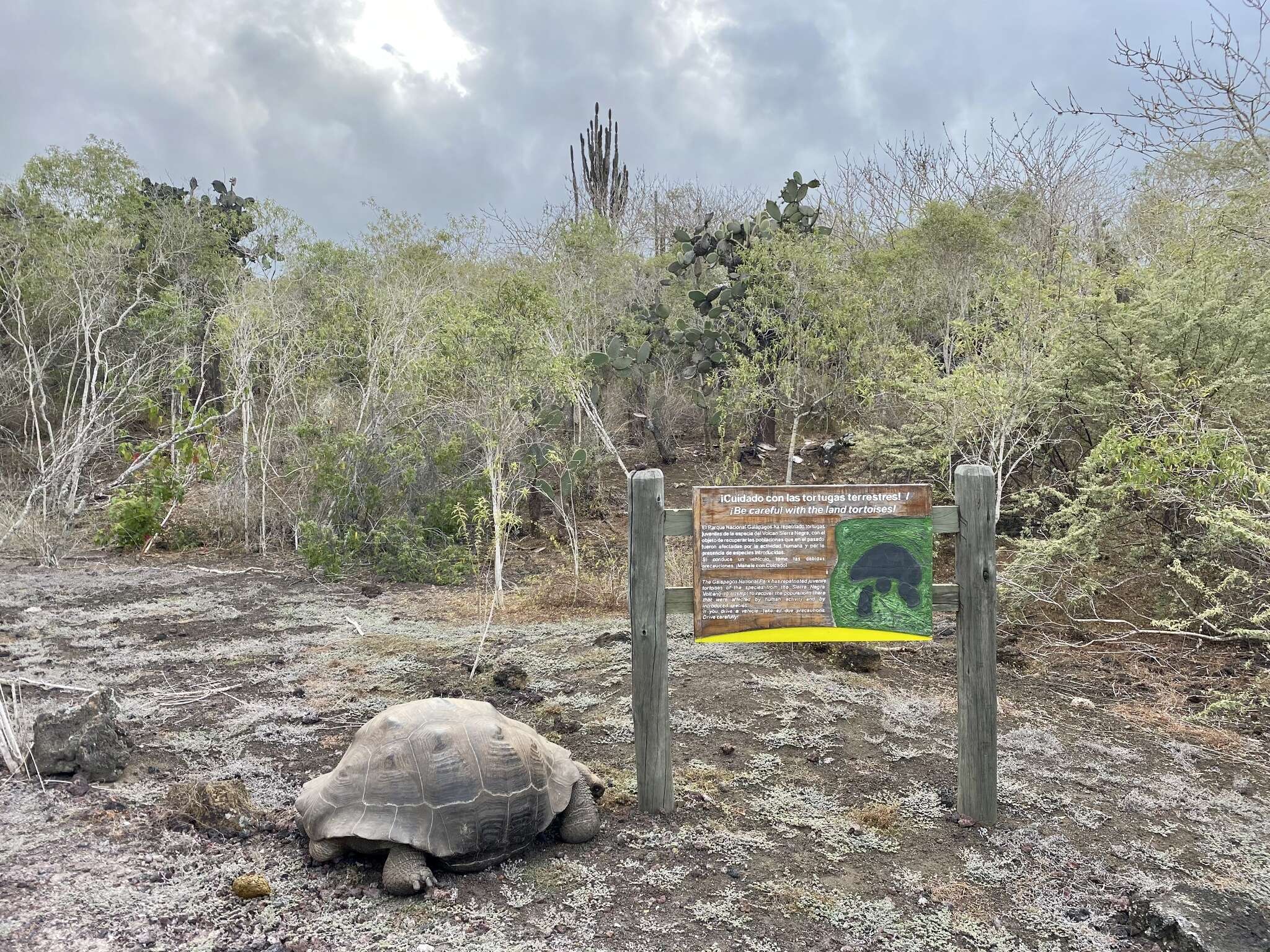 Image of Sierra Negra giant tortoise