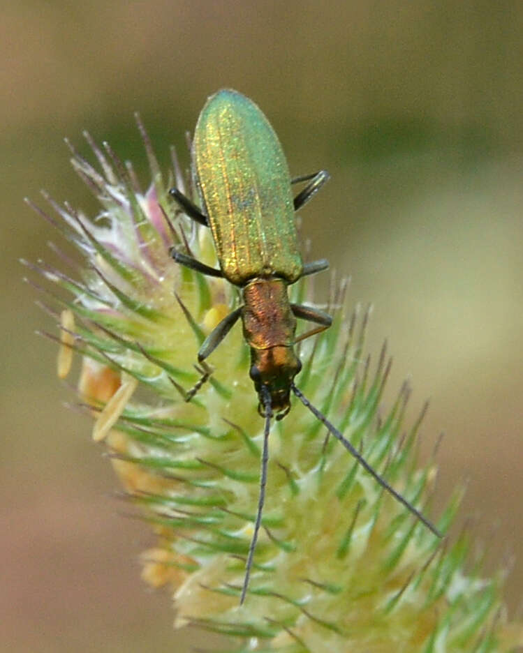 Image of Chrysanthia viridissima