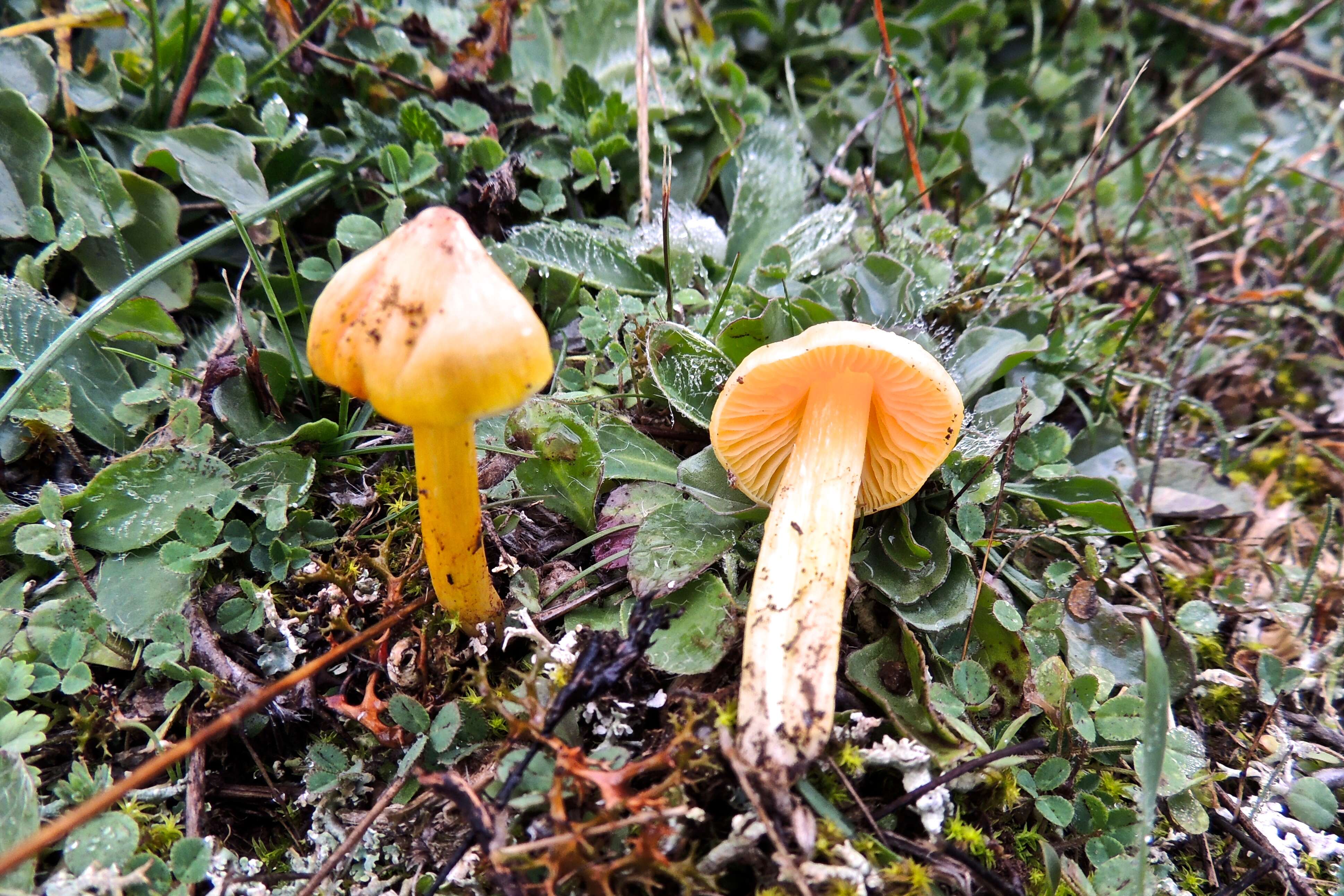 Слика од Hygrocybe aurantiosplendens R. Haller Aar. 1954