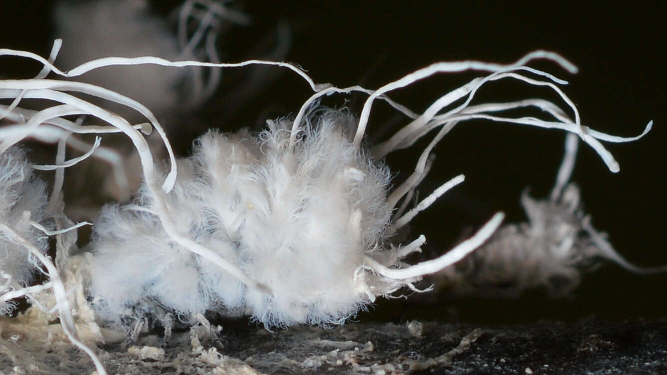 Image of Woolly Alder Aphid